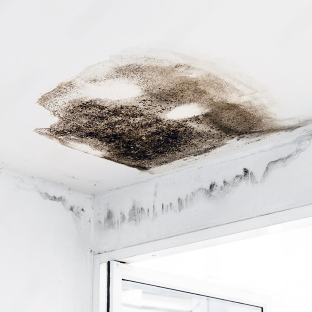 mold removal Dubai mold removal by Envida Dubai