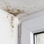 Mold Remediation Strategy in Dubai
