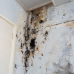 image of a blog taking about mold inspector, showning mold in dubai building.