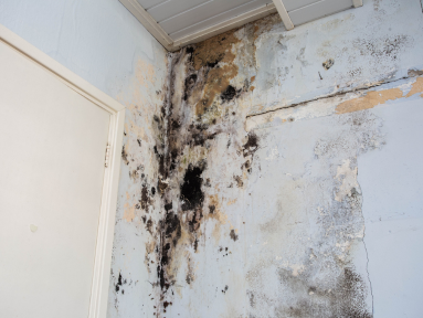 image of a blog taking about mold inspector, showning mold in dubai building.