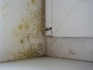 Mold in AC Ducts