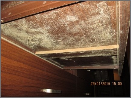 mold case study image