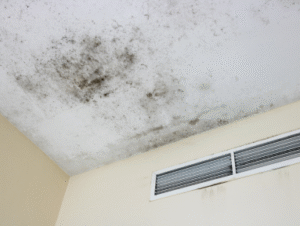 Mold Classification in Commercial Buildings_ How Facility Managers in Dubai Should Assess and Respond
