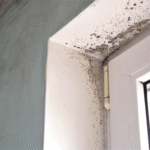 Mold Keeps Returning