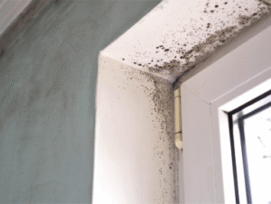 Mold Keeps Returning