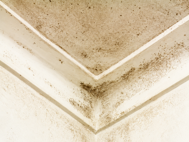 Post-Summer Mold Assessment: What Facilities Teams Should Check Before Year-End