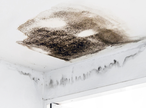 mold removal by Envida Dubai